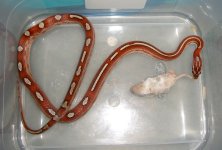 El Wray July 2009 004cr.jpg