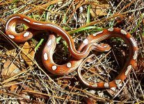 El Wray 08_2009 053cr.jpg