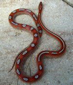 El Wray September 2009 047crnew.jpg