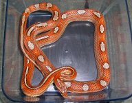 El Wray January 2010 001cr.jpg