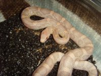 Hypo Lavender small1.jpg