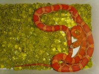 Hypo Sunkissed small1.jpg