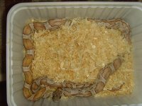 Sunkissed Silverqueen small1.jpg