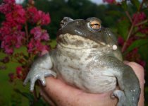 Olivia July 2009 001cr.jpg