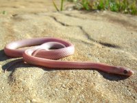 Razzle March 2010 009cr.jpg