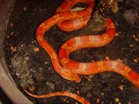 Blood pied male1.jpg