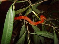 Blood pied male2.jpg