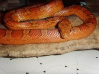 Blood pied female1.jpg