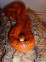 Blood pied female2.jpg