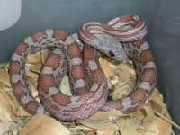 Hazel8-11b.jpg