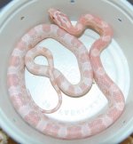 Bubblegum male1.JPG