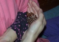 newsnakeas2012 001b.jpg