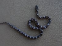 charcoal het amel female 1.jpg