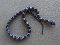 charcoal het amel female 2.jpg