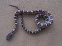 charcoal male 8.jpg
