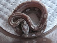 cornsnakebabys 001.JPG
