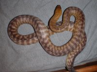 rosywoma 024-2.JPG