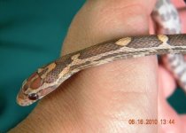 Snakey26June162010small.JPG