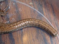 2009-09-29 AlligatorLizardPicsNight_01.jpg