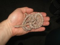 ultra-ultramel lav males.JPG