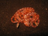 hypo br het anery trio.JPG