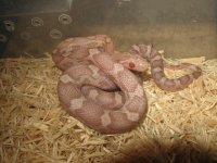 ultramel lavender fem.JPG