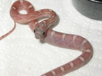 2008-Clutch #1_LavBlood 067.jpg