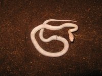 snakes1 045.JPG