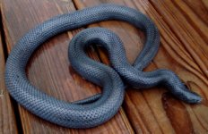 Black%20Milksnake%201.jpg