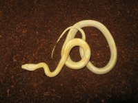 snakes1 041.JPG