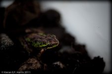 froglet_001.jpg