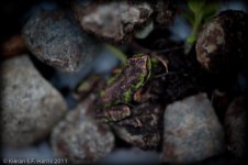 froglet_003.jpg