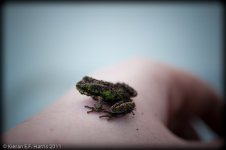 froglet_007.jpg