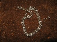 snakes1 037.JPG