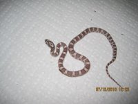 05AAS2010-05m.jpg
