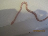 04AAS2010-04m.jpg