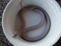 pinkpart2 011.JPG