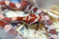 IMG_6593 Hypo (Het Amel-Sunkissed-Stripe) .JPG