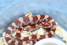 IMG_6593 Hypo (Het Amel-Sunkissed-Stripe) (2) .JPG