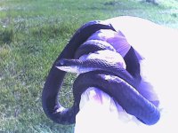 EC racer blue 2.jpg