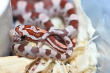 IMG_6593 Hypo (Het Amel-Sunkissed-Stripe) (3) .JPG
