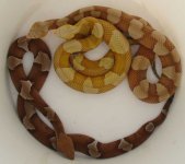 Broadband Copperheads 1.jpg