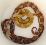 Broadband Copperheads 2.jpg