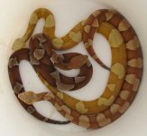 Broadband Copperheads 3.jpg