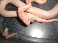 Mingo's Rat Drumsticks 008_800.jpg