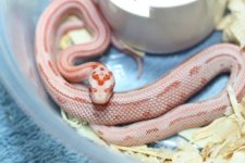 IMG_6271 Amel Stripe (66% Cinder) .JPG