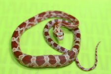 IMG_2679 Fire Blood Male .JPG