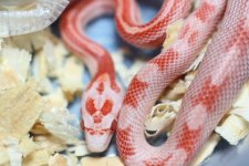 IMG_6396 Fire Motley (Het Opal Stripe) #1 (4) .JPG