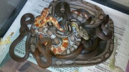 bunch_of_snakes.jpg