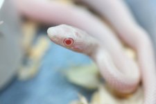 IMG_6508 Hypo Avalanche Stripe Closeup .JPG